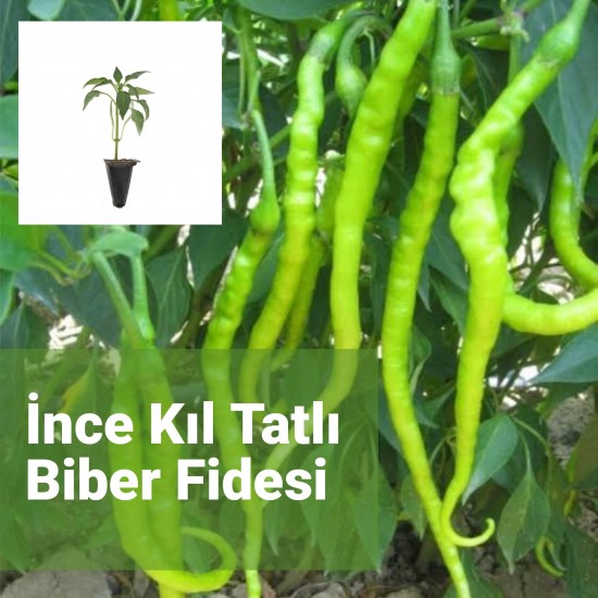 Biber İnce Sivri Kıl (Tatlı) 